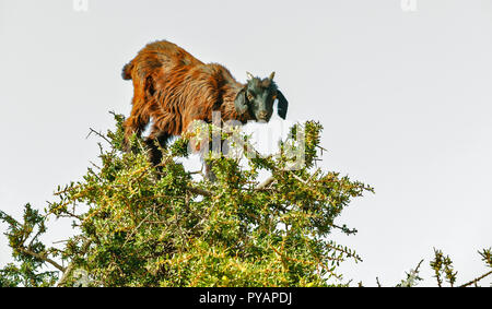 MOROCCO SOUS VALLEY ARGAN TREE ARGANIA SPINOSA YOUNG GOAT AT THE TOP OF THE TREE FEEDING ON LEAVES Stock Photo
