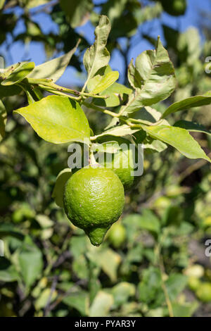 Lime tree. Stock Photo