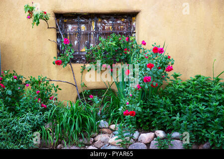 Roses growing in front of a cement fence window in Santa Fe New Mexico off of Canyon Road. Stock Photo