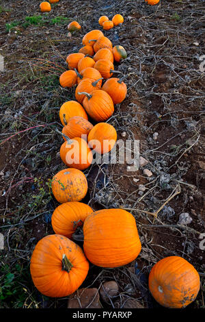 A vertical image of a row of ripe pumpkins ready to be harvested in rural Sussex New Brunswick Canada. Stock Photo