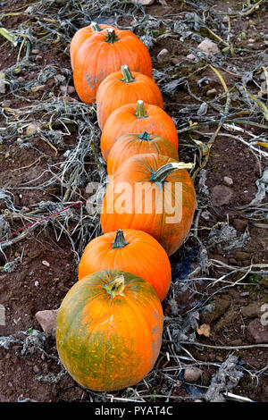A row of pumpkins in a farm field ready to be harvested in rural Sussex New Brunswick Canada. Stock Photo