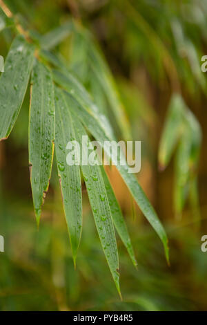Leaves of clumping bamboo plant Stock Photo