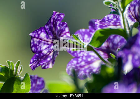 Close up of a single purple petunia flower with white spots known as Night Sky Stock Photo