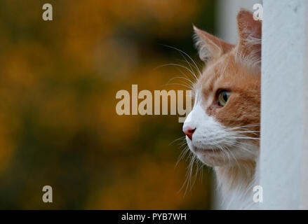 Norwegian forest cat outdoors. He is hiding in corner. Stock Photo