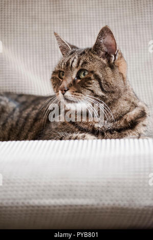 Tabby cat lying on a sofa Stock Photo