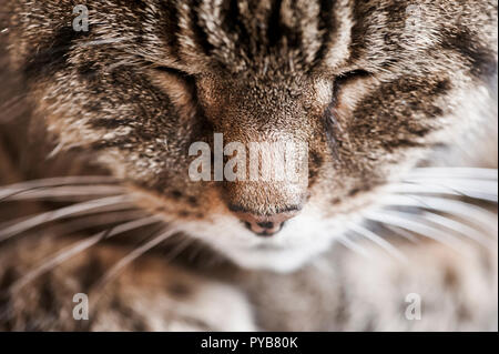 Close up face of a tabby cat Stock Photo