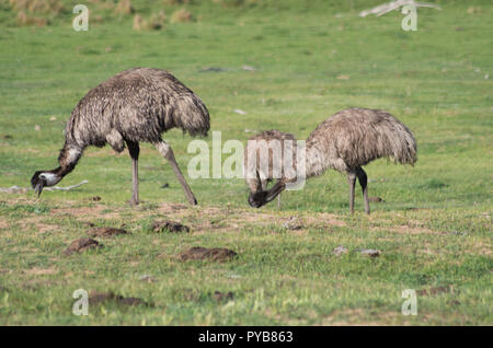 Emus walking and feeding in a field in the snowy mountain region Stock Photo