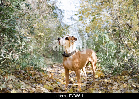 Beautiful staffordshire terrier dog stands in autumn park. Young pitbull surrounded by yellow maple leaves and fading autumn nature Stock Photo