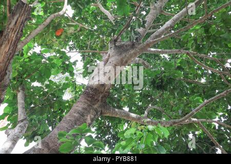 branch and leaf of tree beautiful in the forest on white background, bottom view Stock Photo