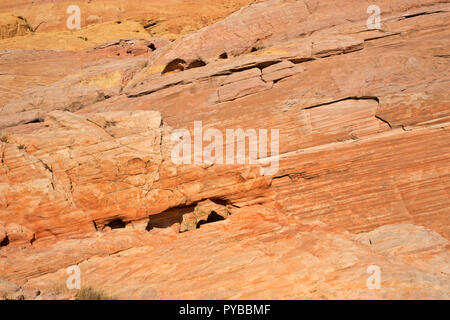 NV00043-00...NEVADA - Multi-colored sandstone ribs on a dome viewed from the White Domes Loop Trail in Valley of Fire State Park. Stock Photo