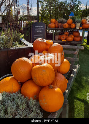 London, UK 26 Oct 2018 - Pumpkin display in a London's rooftop garden for Halloween. Credit: Dinendra Haria/Alamy Live News Stock Photo