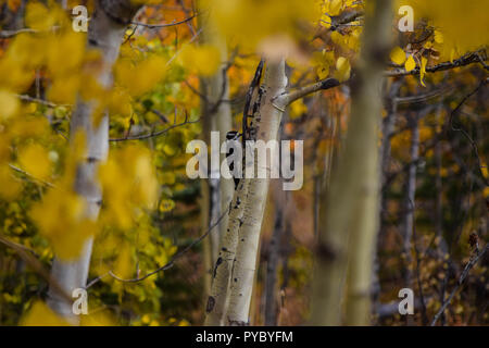 downy woodpecker in the trees Stock Photo