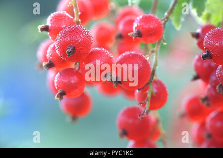 The redcurrant, or red currant, Ribes rubrum, berries and morning dew Stock Photo