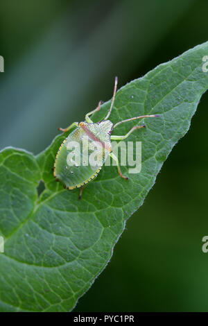 Hawthorn shield bug nymph, Acanthosoma haemorrhoidale Stock Photo