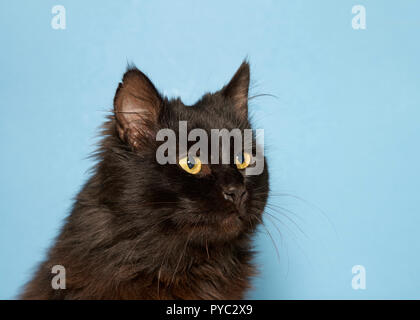 Portrait of one long haired black cat with bright yellow eyes looking to viewers right, blue background. Stock Photo