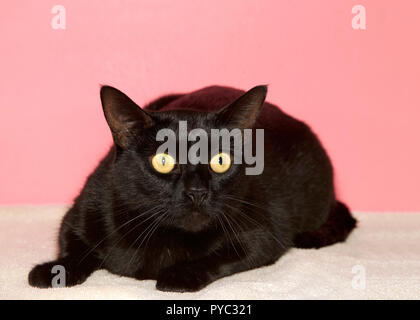 Close up of black cat with bright yellow eyes laying on an off white blanket with pink background looking slightly to viewers right. Nervous animal wa Stock Photo