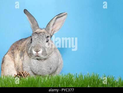 Adorable gray and brown bunny sitting in green grass looking to viewers left, pine cone on grass, blue background with copy space. Stock Photo