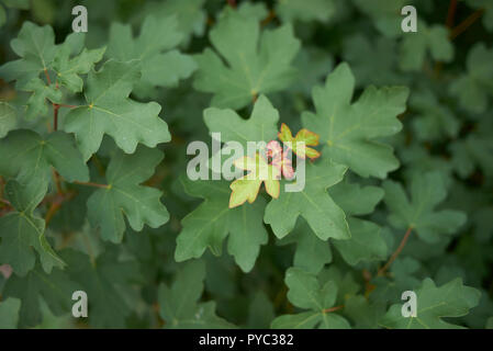 Acer campestre fresh foliage Stock Photo