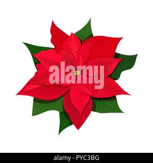 Set with Poincetti flowers. Colored vector illustration. Isolated on white background. for cards, posters, banners, invitations greeting cards prints, Stock Vector