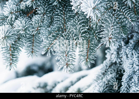 festive backgrounds with elegant branches of spruce covered with white fluffy snow and frost in the winter Park Stock Photo