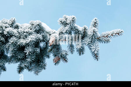 festive backgrounds with elegant branches of spruce with cones covered with white fluffy snow and frost in the winter Park Stock Photo