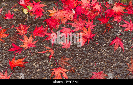 Red Japanese maple leaves. Scientific name: Acer palmatum.  Beautifully coloured maple leaves which have fallen to the ground in the season of Autumn Stock Photo