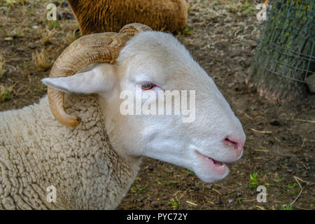 Sheep's head closeup portrait.  Ram chewing, side view. Stock Photo