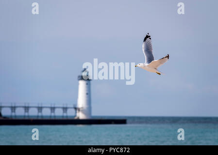 Ring-billed Gull (Larus delawarensis) flying with Manistee North Pierhead Lighthouse in the background. Stock Photo