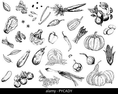 Big set of hand drawn sketch style vegetables isolated on white background. Vector illustration. Stock Vector