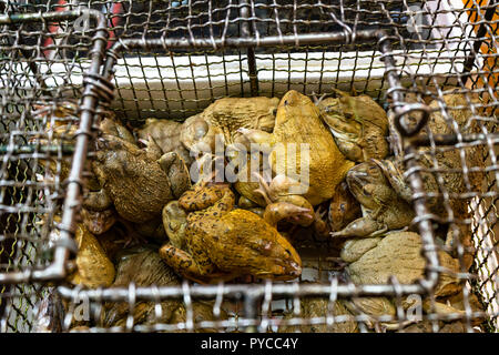 Cages store for frogs