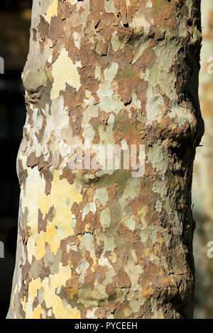 Close up of mottled bark on plane tree trunk. Stock Photo