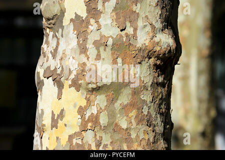 Close up of mottled bark on plane tree trunk. Stock Photo