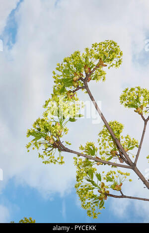 Acer platanoides tree Stock Photo