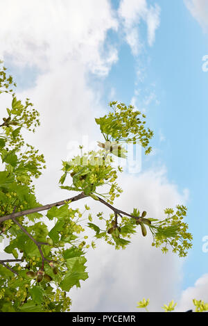 Acer platanoides tree Stock Photo