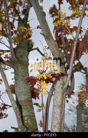 Acer platanoides crimson king Stock Photo