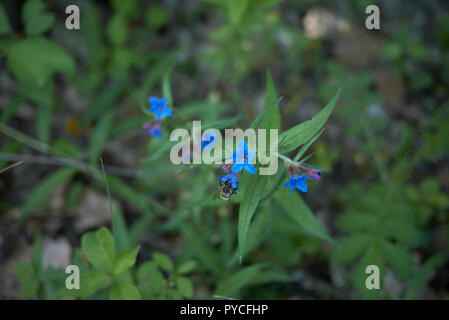 Lithospermum purpurocaeruleum Stock Photo