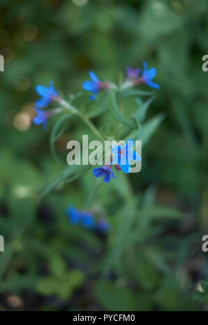 Lithospermum purpurocaeruleum Stock Photo