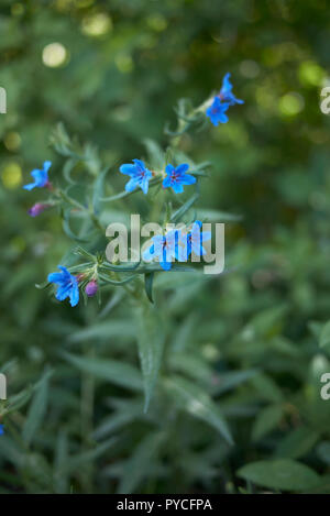 Lithospermum purpurocaeruleum Stock Photo