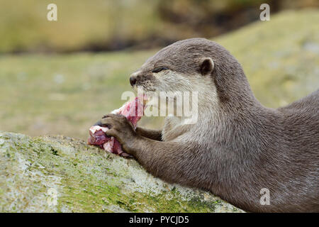 Portrait of a Asian small clawed otter eating Stock Photo