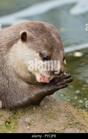 Head shot of a Asian small clawed otter eating Stock Photo