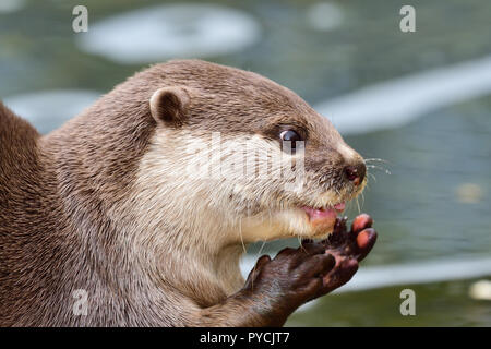 Head shot of a Asian small clawed otter eating Stock Photo