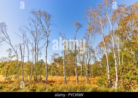 A spread of silver birch trees on moorland in autumn. Some have already lost all their leaves, others are adorned with golden orange foliage. Stock Photo