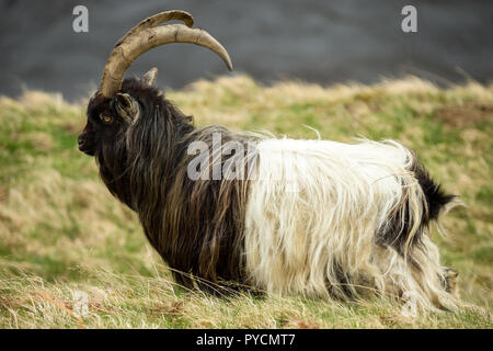 Feral Goat in the Highlands of Scotland,  UK. A non native domestic species which has become wild and freely roams the highlands and islands. Stock Photo