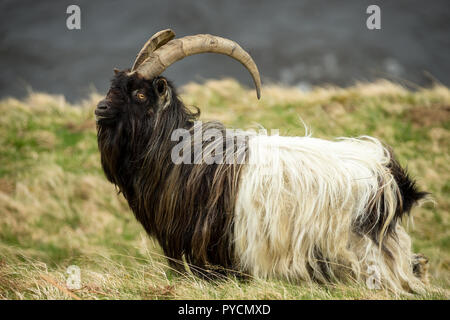 Feral Goat in the Highlands of Scotland,  UK. A non native domestic species which has become wild and freely roams the highlands and islands. Stock Photo
