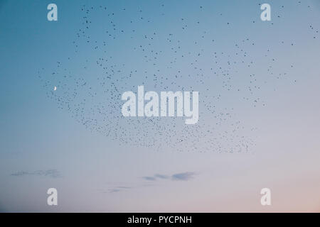 flock of black birds flying over clear sky with a moon in the background during end of the day Stock Photo