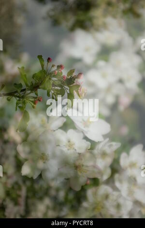 Double exposure of close up of white apple blossoms