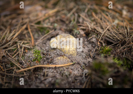 extreme close up of mushroom called Tricholoma equestre growing in the sandy ground Stock Photo