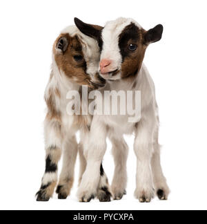 Two Young domestic goats, kids, isolated on white Stock Photo