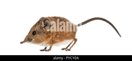 Elephant shrew - Macroscelides proboscideus - isolated on whitre Stock Photo