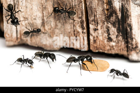 Carpenter ant, Camponotus vagus, carrying an egg Stock Photo